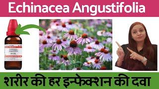 echinacea angustifolia  echinacea mother tincture  echinacea uses & symptoms