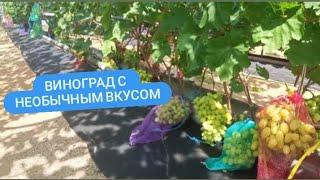 Виноград с интересным вкусом. Острошицкий городок.