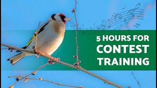 Goldfinch Singing for TRAINING 5 Hours 5 Hours for Contest SINGING