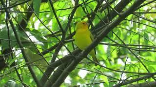 Canário da terra canto estalo na natureza