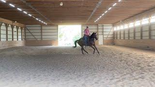 **Slow down** a fast impulsive horse. Simple communication method to slow down this OTTB