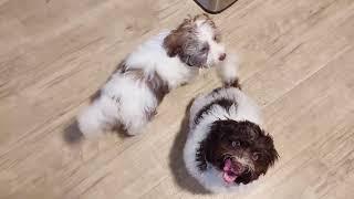 Our Day and Night Routine - Day 120 - Puppies Journey #cutedog #puppy #havanese #purebred