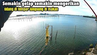 Gilak.Mancing ikan Kakap Putih Besar Semakin Gelap Makin Mengerikan