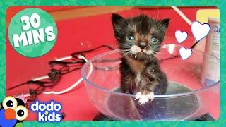 30 Minutes Of Teeny Adorable Fuzzballs  Dodo Kids  Animal Videos For Kids