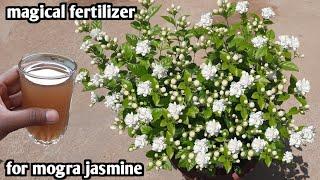 magical fertilizer for mogra plant  @gardening4u11