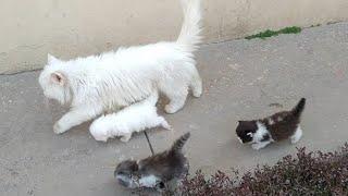 Mother Cat Walking With Her Kittens And Hitting Them To Go Inside  White Cat Protecting Her Kittens