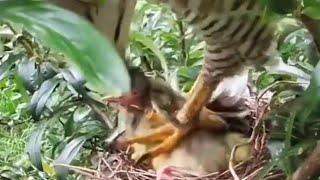 Bird nest attacked by a predator bird