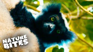 The Real Lemurs of Madagascar  Fota Into the Wild  Nature Bites