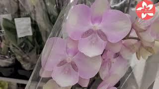 Шикарные сортовые орхидеи за 980 рублей?