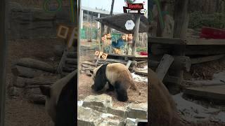 金虎秀绝活啦！别只当我是唠嗑高手，看我的！ #国宝大熊猫 #giantpandas