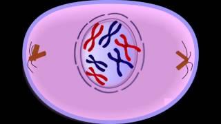 CRASH COURSE The Cell Cycle