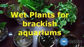 Wet plants for brackish aquariums