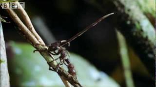 Cordyceps attack of the killer fungi - Planet Earth Attenborough BBC wildlife