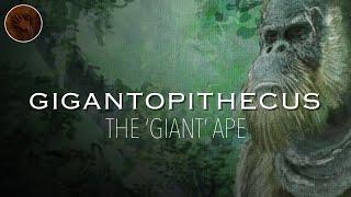 Gigantopithecus The Largest Ape that Ever Existed  Prehistoric Humans Documentary