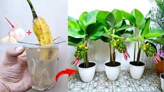 Banana plant grafting techniques  Best way to grow banana tree