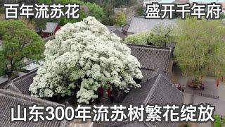 山東300年流蘇樹繁花綻放