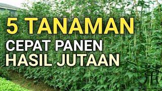 5 TANAMAN YANG CEPAT MENGHASILKAN UANG