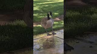 goose drinking water off of sidewalk