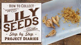  How to Collect Lily Seeds A Complete Step by Step Guide