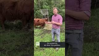 Nach dem Hochwasser Insekten und Bremsen #shorts #unserland #hochwasser