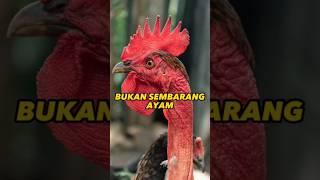 Ayam ketawa tipe durasi lama