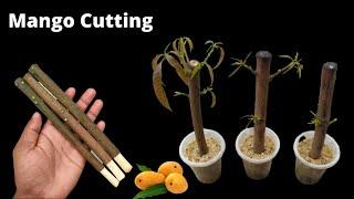 How to propagate mango tree from cuttings  grow mango tree cutting
