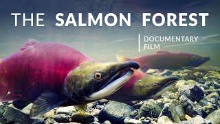 The Salmon Forest  Tongass National Forest - Alaska Nature Documentary