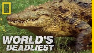 Croc Trap  Worlds Deadliest