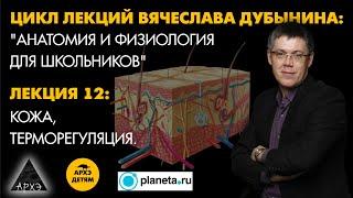 Вячеслав Дубынин Кожа терморегуляция. Лекция 12