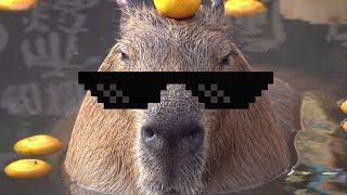 ok i pull up capybara