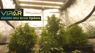 Big Weed Plants   ViparSpectra KS5000 Mid Grow Update