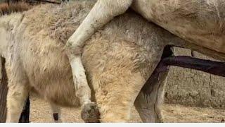 some donkeys meeting   donkey mating season please subscribe 