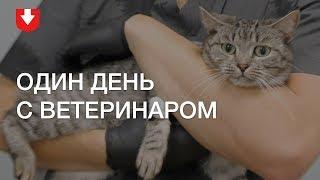 Блог ветеринара  Один день в ветклинике