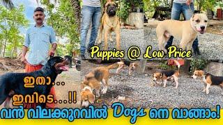 Budget Priceന് Puppies ഇവിടെ നിന്നും 20 വർഷമായി kennel നടത്തുന്ന ബൈജു ചേട്ടൻ Dog Farming Malayalam