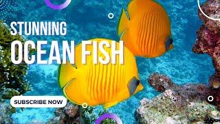 Beautiful Ocean Fish & Relax Music  Nature Relaxation