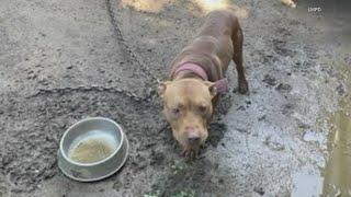 Anonymous tip leads Louisville Metro Police to dog fighting arrest