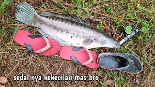 MANCING SERU IKAN TOMAN SAMBARANYA BIKIN KAGET UNTUNG GAK JANTUNGAN