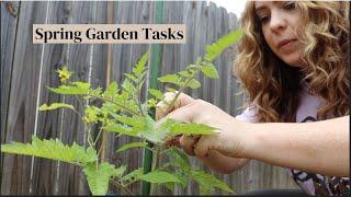 Spring Garden Tasks - Pepper Topping Tomato Pruning or not and Direct Sowing