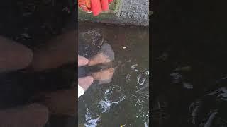 Free fish മസാജ് #shortsvideo #travel #youtubeshorts #shortsfeed #youtubeshortsvideo