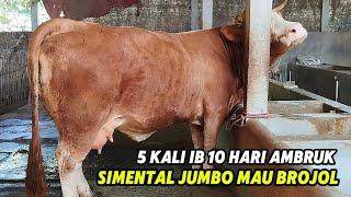 DARA SIMENTAL JUMBO MAU BERANAK PENUH PERJUANGAN AGAR SUKSES BREADING