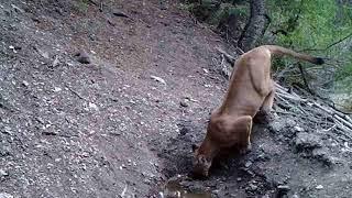 Elusive Cougar getting a drink