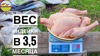 ВЕС ИНДЮКА В 35 МЕСЯЦА Я В ШОКЕ 