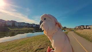 Golden Hour - evening walk with a cockatoo