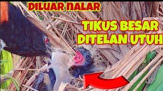 ANAK BURUNG BUTBUT DI SARANG KADAL DAN TIKUS MENU FAVORIT HARI INI