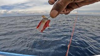 Umpan Ikan Layang Potong Untuk mancing di Laut