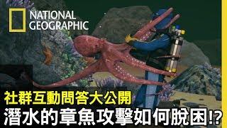 在24米深海中，潛水員忽然被巨大的深海章魚纏住調節器該怎麼脫困?【生死選擇題】