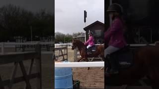 Curly jumping at Wales #horseriding #equestrian #horse #pony #showjumping #horselover #trending