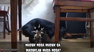 Gank Anjing Kucing Bisa Kawin  ANJING KAWIN  Virall Part2