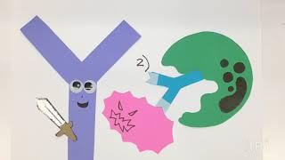 What are antibodies?