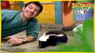  Zoboomafoo with the Kratt Brothers HD  Full Episodes Compilation 14 